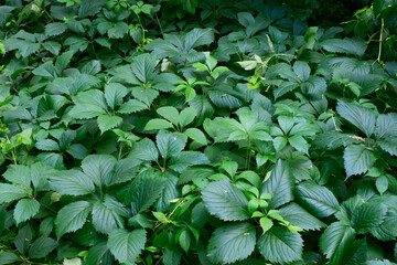 Young plant with fresh green leaves growing not high to earth