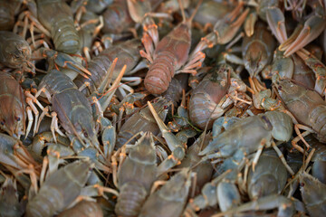 Raw crayfish on the market counter
