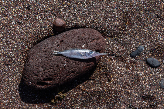 A dead Longspine snipefish by the sea.