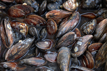 Fresh sea mussels on the market