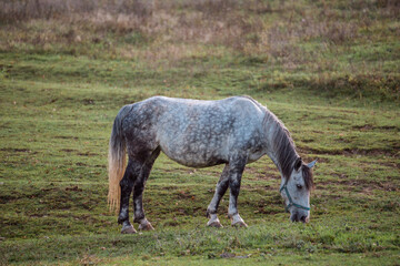 Obraz na płótnie Canvas Horse eating grass on a meadow
