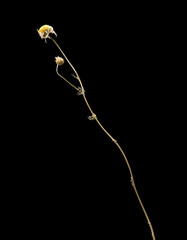 Dried dead chamomile flower isolated on black background. Sample of a flower in oriental style with pastel colors.