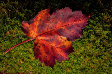 USA, West Virginia, Blackwater Falls State Park. Close-up of maple leaf.