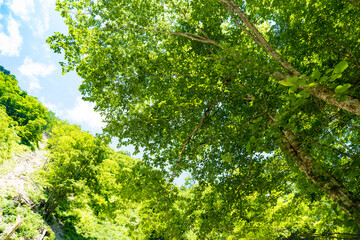 日本の保安林　渓流の付近に生えている緑の回廊のブナの森