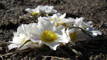 desert flowers