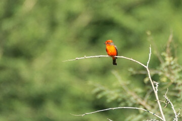 Papamoscas Cardenalito