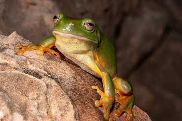 Green Tree Frog on rock