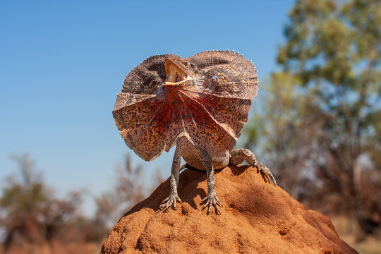 Frill-necked Lizard with frill open