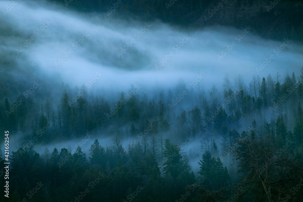 Wall mural USA, Wyoming, Yellowstone National Park. Fog among forest at dawn.