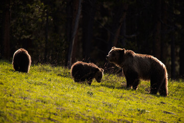 USA, Wyoming, Grand Teton National Park. Sow grizzly with cubs.