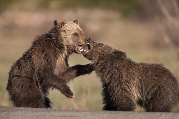Obraz premium USA, Wyoming, Grand Teton National Park. Yearling grizzly cubs play fight.