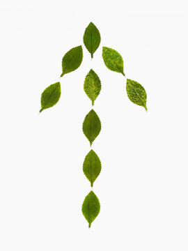 Studio shot of green leaves in arrow shape