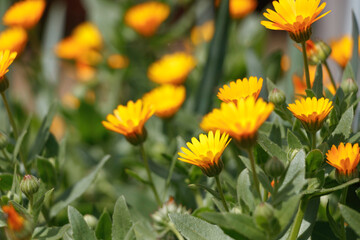 オレンジのヒメキンセンカの花