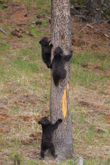 USA, Wyoming, Yellowstone National Park. Three black bear cubs climb pine tree. © Danita Delimont