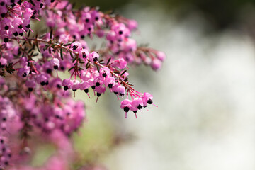 白いユキヤナギを背景に咲くピンクのジャノメエリカの花