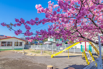 桜咲く春の幼稚園(保育園)