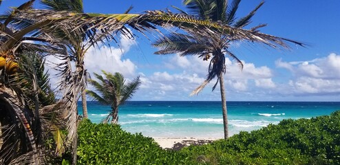 palmier sauvage plage tropical république dominicaine paradis