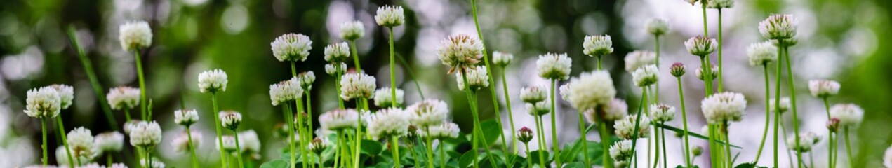 Fototapeta premium Panoramic view of white clover flowers on green color bokeh background 