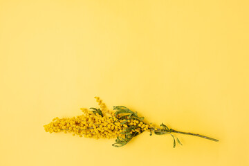 Yellow mimosa flower isolated on yellow background. A place for the text, invitation, menu