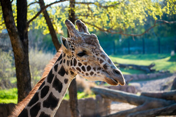 wildlife