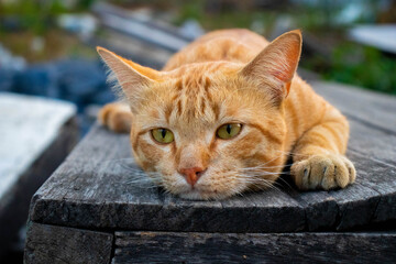 Cute sleepy cat kitten