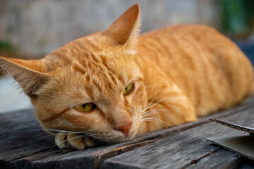 Cute sleepy cat kitten
