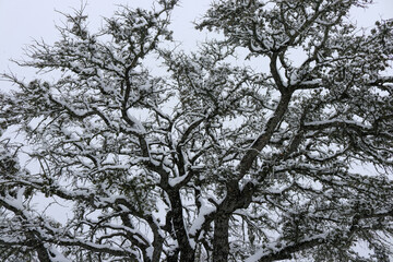 snow covered tree