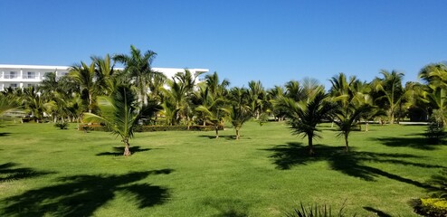 Fototapeta na wymiar palmiers golf république dominicaine riu
