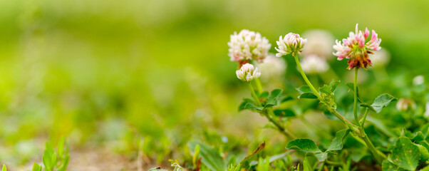 red clover flowers in the wild green grass. Panoramic view of  clover flowers on green color bokeh...