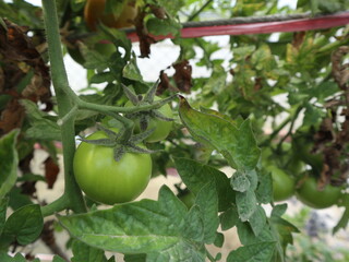 unripe and green tomato texture design for  unripe concept