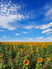 field of sunflowers