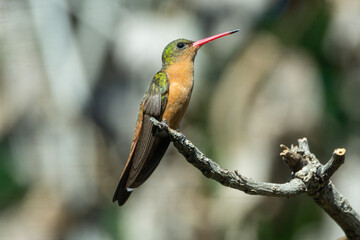 COLIBRI © alfredo914