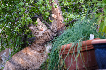 scratching post in nature