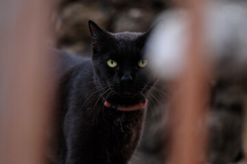black peering cat