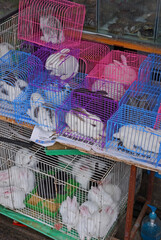 China, Nanjing beautiful white rabbit in the Fuzimiao market shop. - 421657977