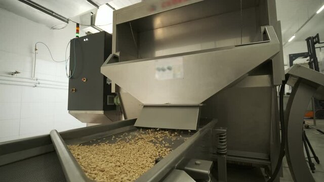Roasting peanuts. Sorting operations in nuts factory. Roasted peanut packaging production line