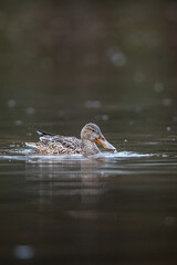 Northern Shoveler, Shoveler, Anas clypeata - female on the water