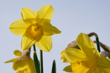 One yellow daffodil stands above others