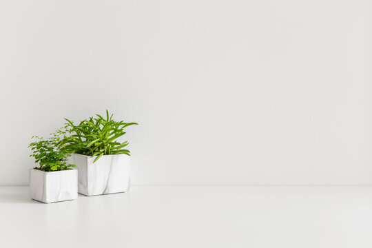 Plants In Marble Flower Pots In The Interior On White Table