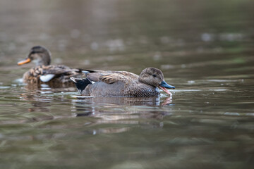Pair of Gadwall in habitat, their Latin name are Mareca strepera