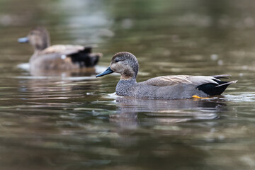 Pair of Gadwall in habitat, their Latin name are Mareca strepera