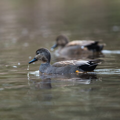 Pair of Gadwall in habitat, their Latin name are Mareca strepera
