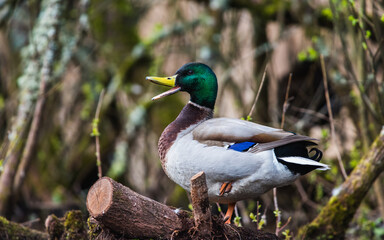 Fototapeta premium Mallard Duck, Mallard, Anas platyrhynchos