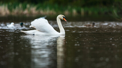 Mute Swan, Swans, Cygnus olor