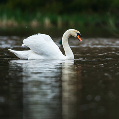Fototapeta premium Mute Swan, Swans, Cygnus olor