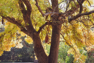 tree with yellow autumn leaves in sunlight