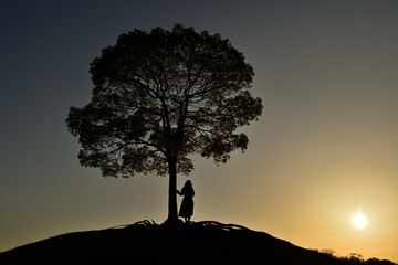 Fototapeta premium 大樹の夕景