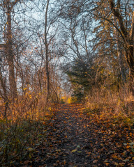 Obraz premium autumn in the forest