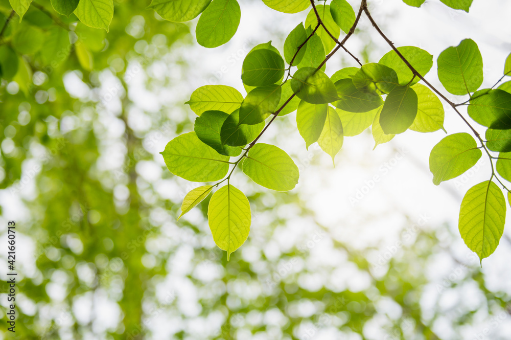 Wall mural selective focus green leaf on tree in nature blur background