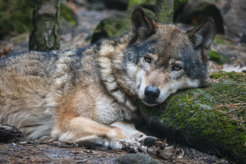Grey wolf lying on the ground with its head on the mossy stone. Beautiful predator timber wolf (Canis lupus) resting in the forest. - obrazy, fototapety, plakaty